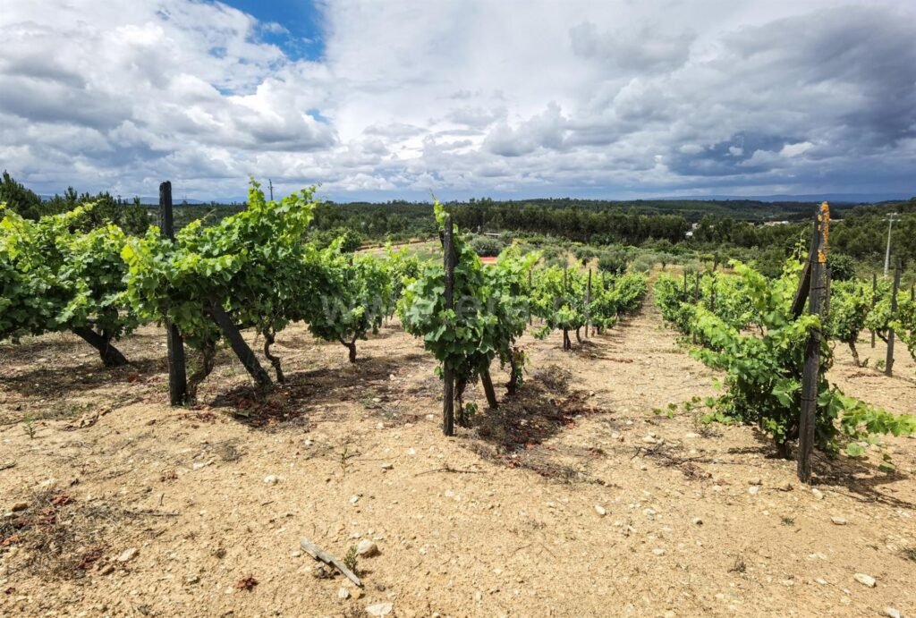 quinta tabua candosa 14 1 1238780 15642511 2 1 e9tbu0x3mqej9+favtmpazzlunufwrzz73tta1ezb1beb8h4zppqcw== 