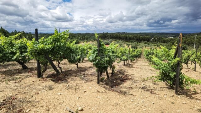 quinta tabua candosa 14 1 1238780 15642511 2 1 e9tbu0x3mqej9+favtmpazzlunufwrzz73tta1ezb1beb8h4zppqcw== 